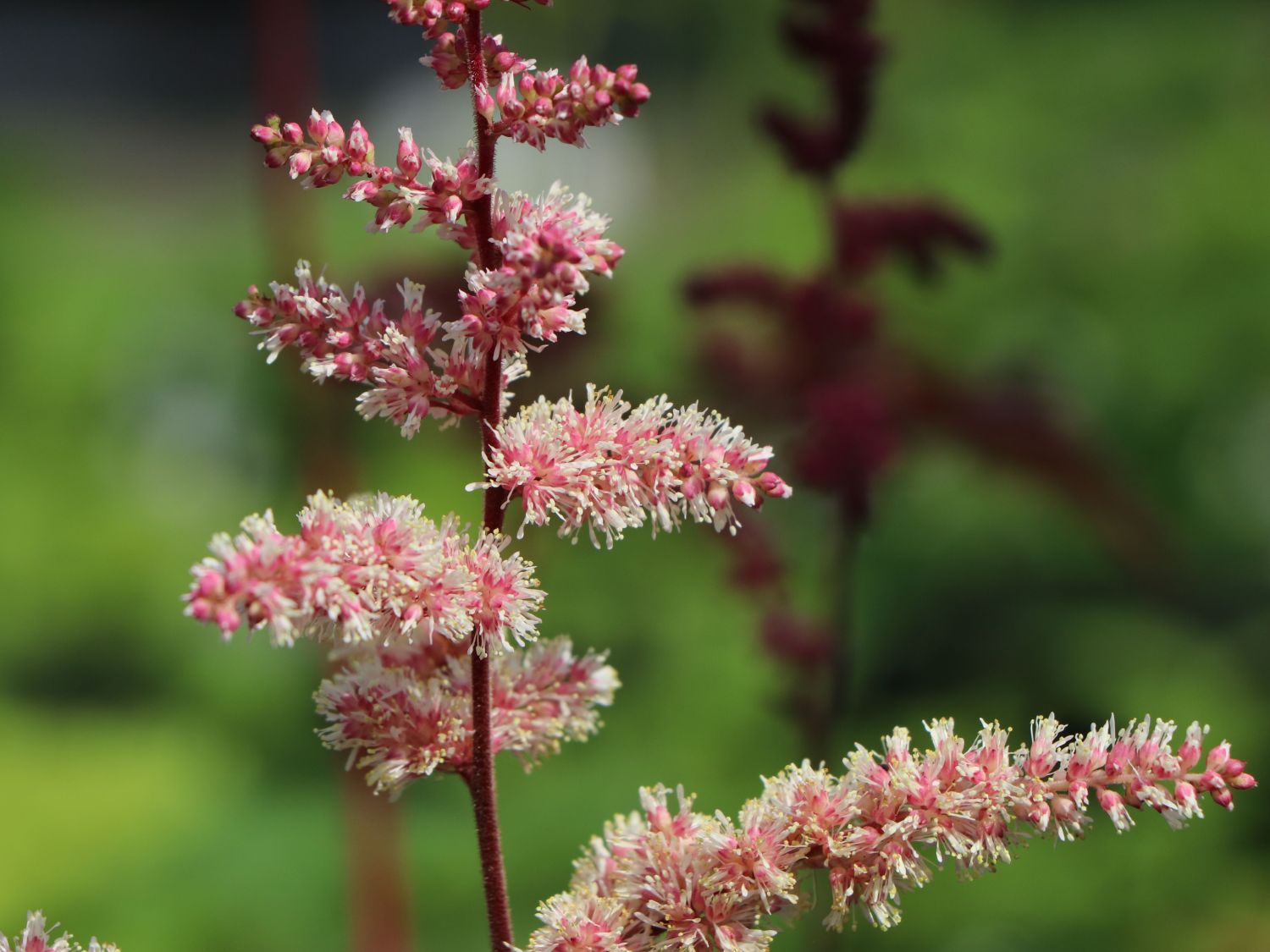 Arends Prachtspiere 'Chocolate Shogun' ® - Astilbe x arendsii 'Chocolate Shogun' ®