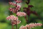 Arends Prachtspiere 'Chocolate Shogun' ® - Astilbe x arendsii 'Chocolate Shogun' ®
