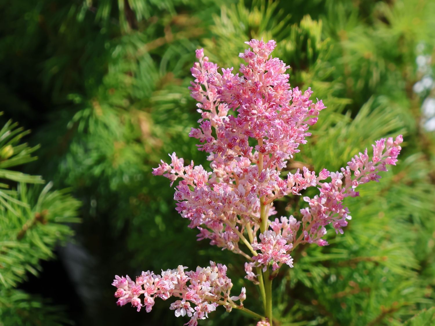 Arends Prachtspiere 'Darwin’s Dream' - Astilbe x arendsii 'Darwin's Dream'