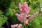 Arends Prachtspiere 'Darwin’s Dream' - Astilbe x arendsii 'Darwin's Dream'