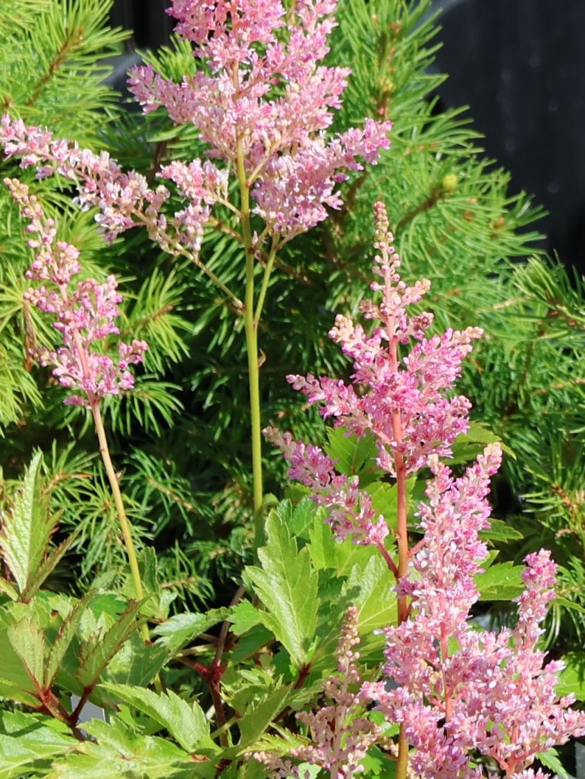 Arends Prachtspiere 'Darwin’s Dream' - Astilbe x arendsii 'Darwin's Dream'
