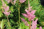 Arends Prachtspiere 'Darwin’s Dream' - Astilbe x arendsii 'Darwin's Dream'