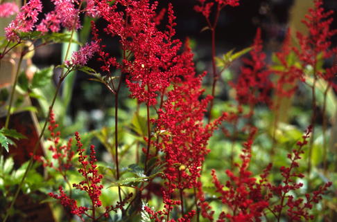 Arends Prachtspiere 'Else Schluck' - Astilbe x arendsii 'Else Schluck'