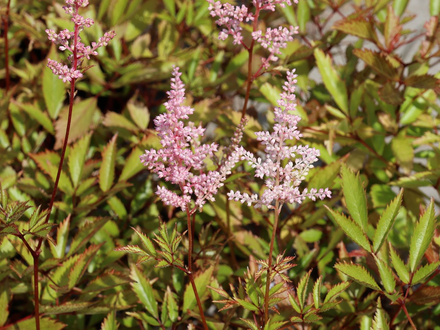 Arends Prachtspiere 'Erika'