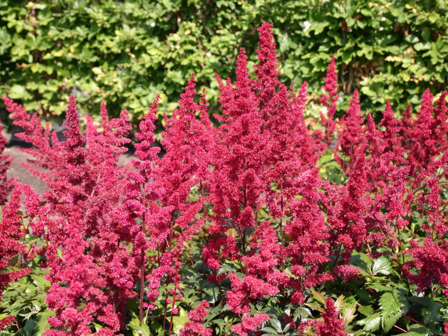 Arends Prachtspiere 'Fanal' - Astilbe x arendsii 'Fanal'