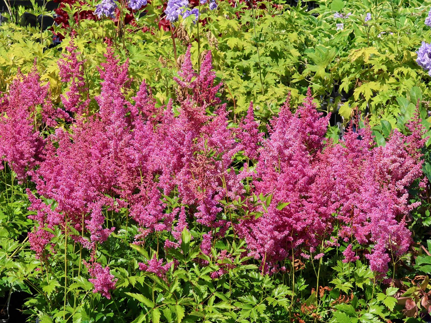 Prachtspieren (Astilbe)