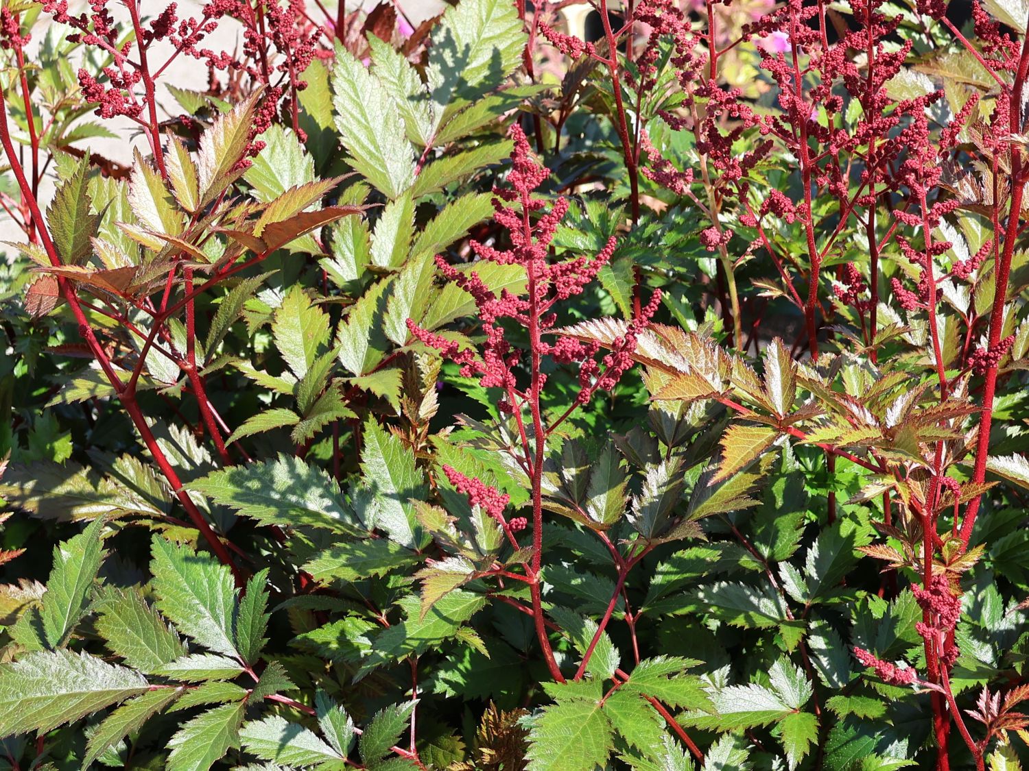 Arends Prachtspiere 'Granat'