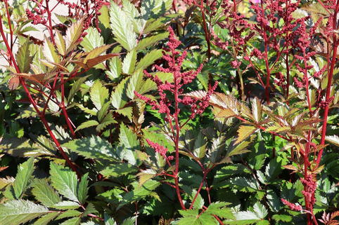 Arends Prachtspiere 'Granat' - Astilbe x arendsii 'Granat'