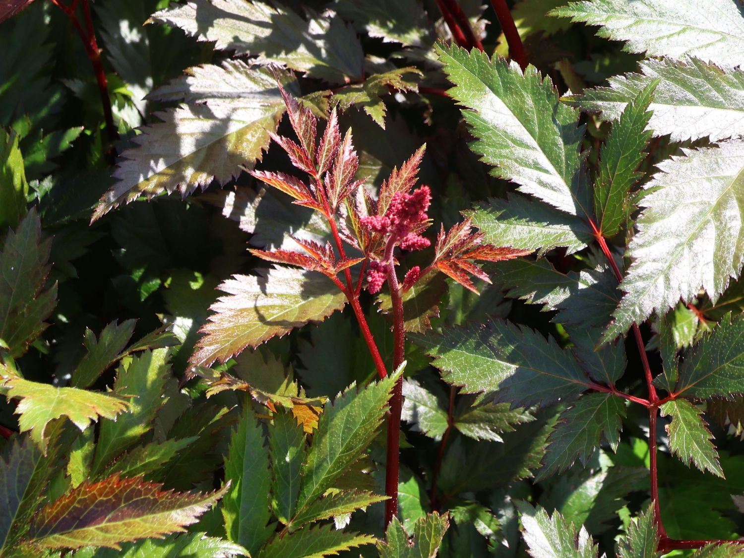 Arends Prachtspiere 'Granat' - Astilbe x arendsii 'Granat'