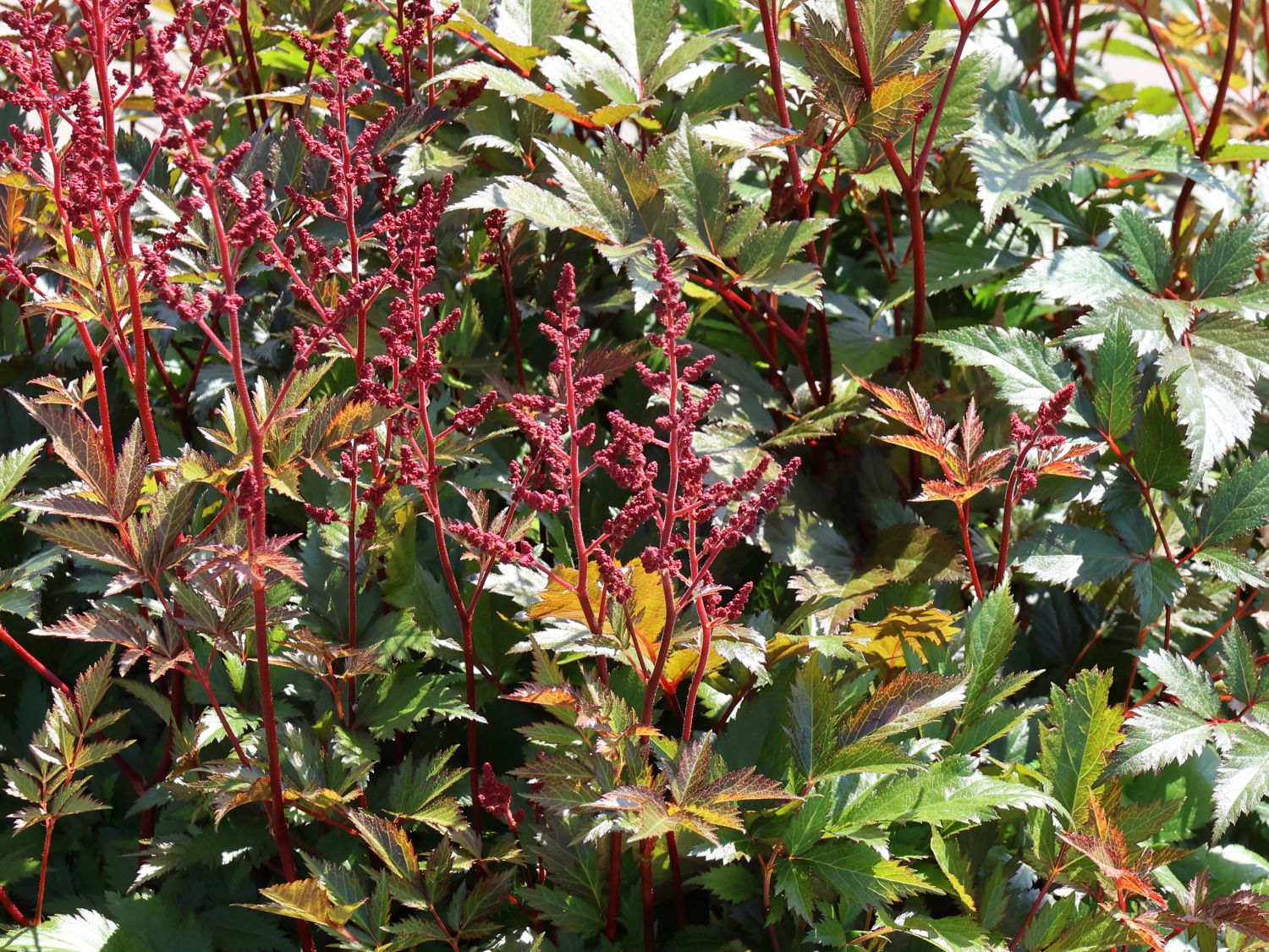 Arends Prachtspiere 'Granat' - Astilbe x arendsii 'Granat'