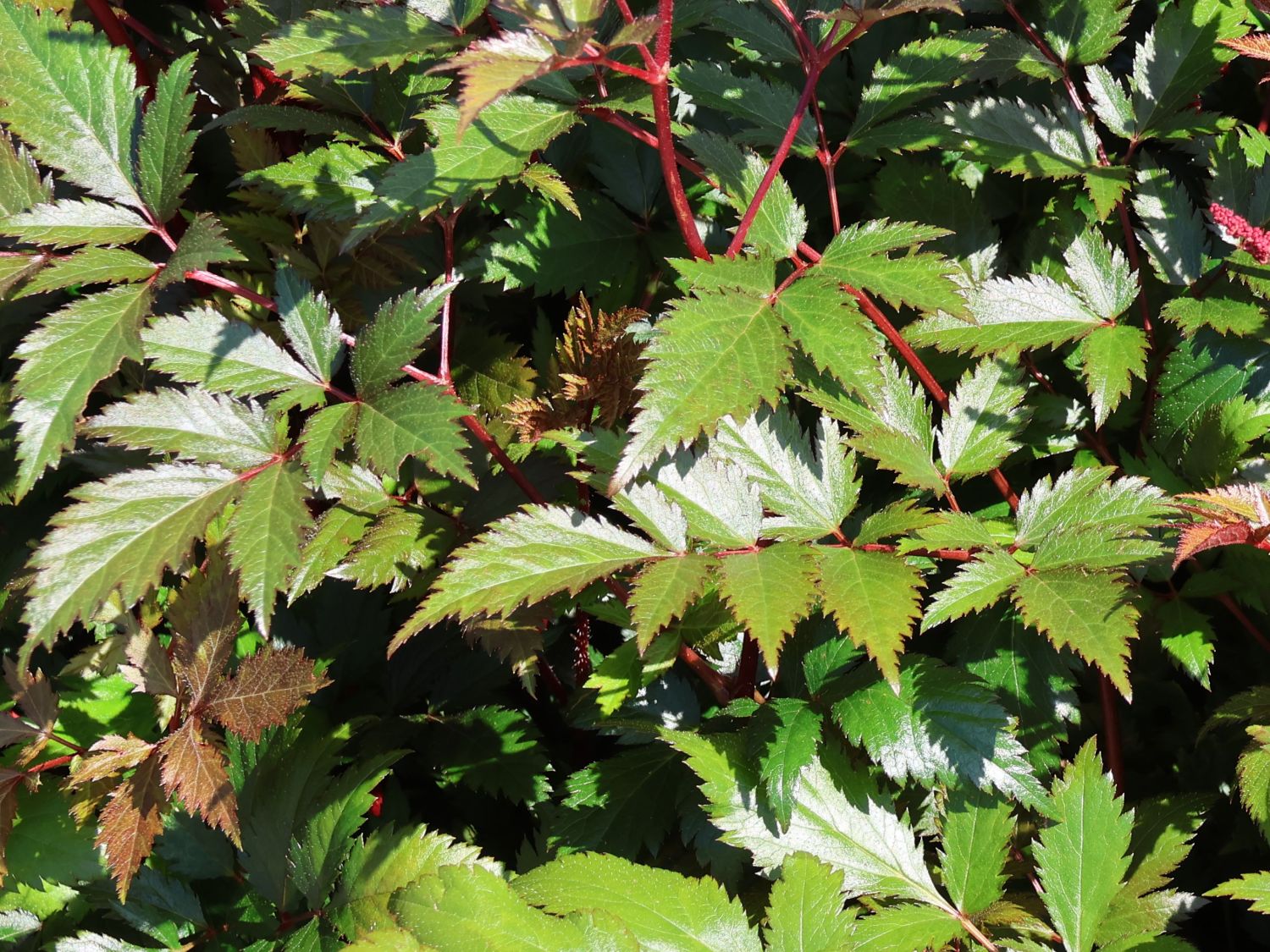 Arends Prachtspiere 'Granat' - Astilbe x arendsii 'Granat'