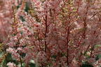 Arends Prachtspiere 'Look at me' ® - Astilbe x arendsii 'Look at me' ®