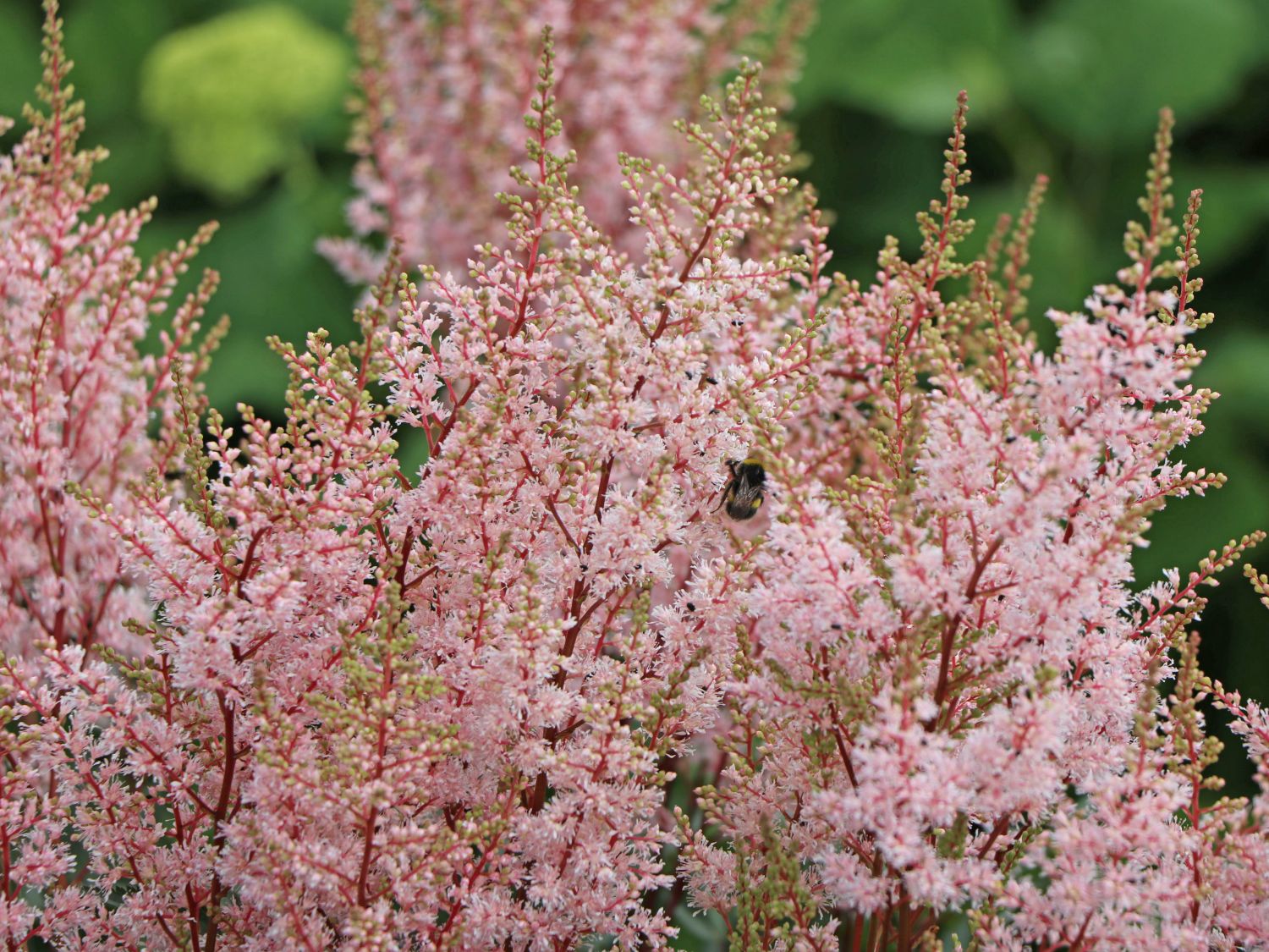 Arends Prachtspiere 'Look at me' ® - Astilbe x arendsii 'Look at me' ®