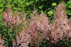 Arends Prachtspiere 'Look at me' ® - Astilbe x arendsii 'Look at me' ®