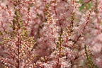 Arends Prachtspiere 'Look at me' ® - Astilbe x arendsii 'Look at me' ®