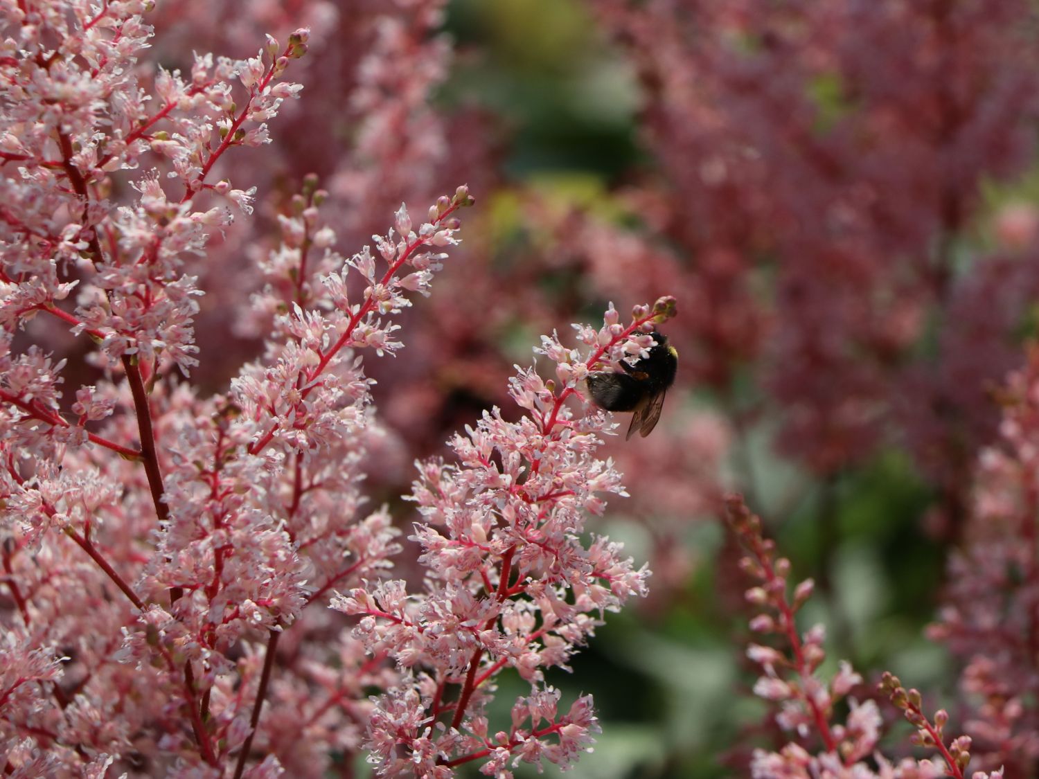 Arends Prachtspiere 'Look at me' ® - Astilbe x arendsii 'Look at me' ®