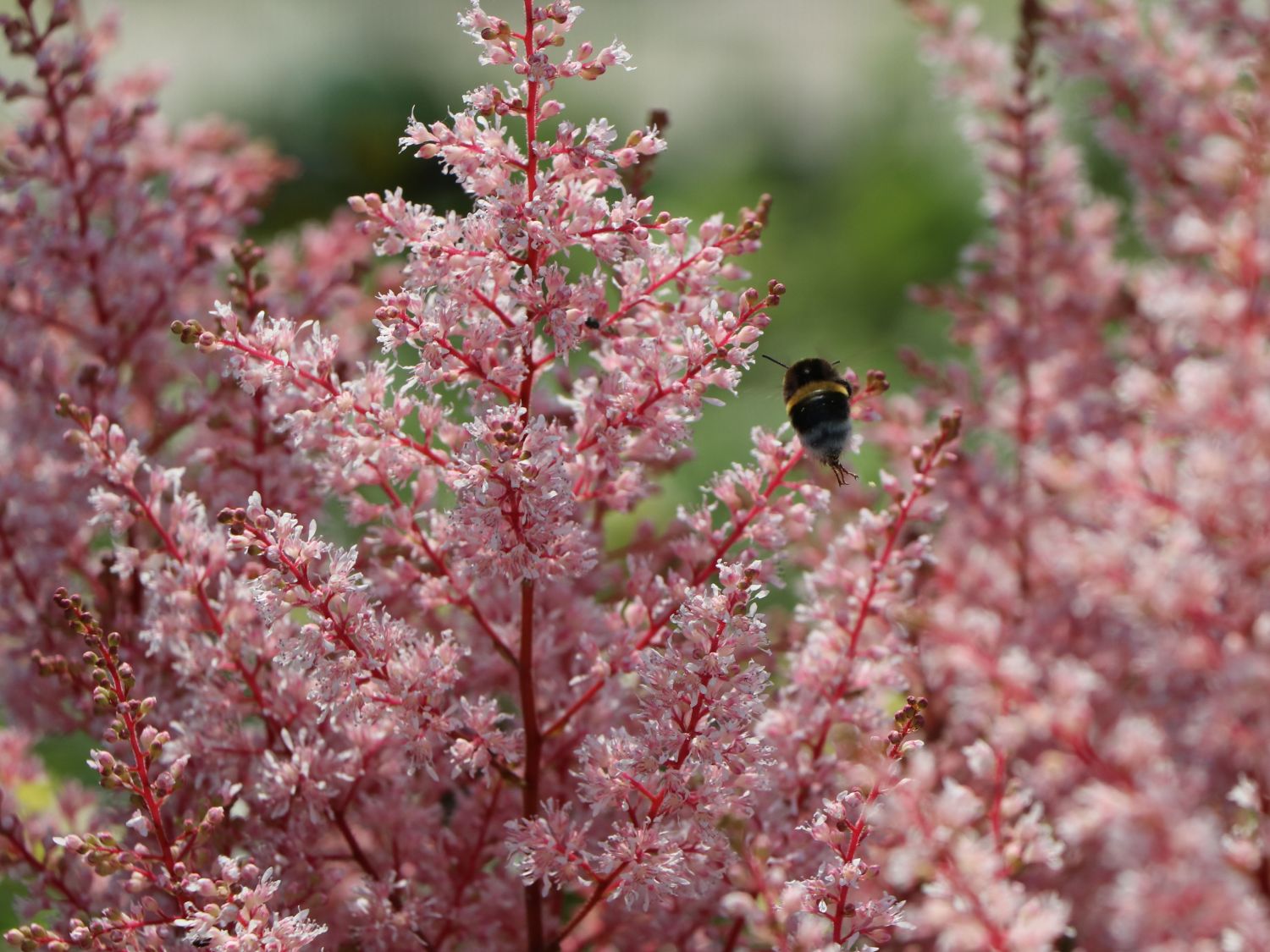 Arends Prachtspiere 'Look at me' ® - Astilbe x arendsii 'Look at me' ®