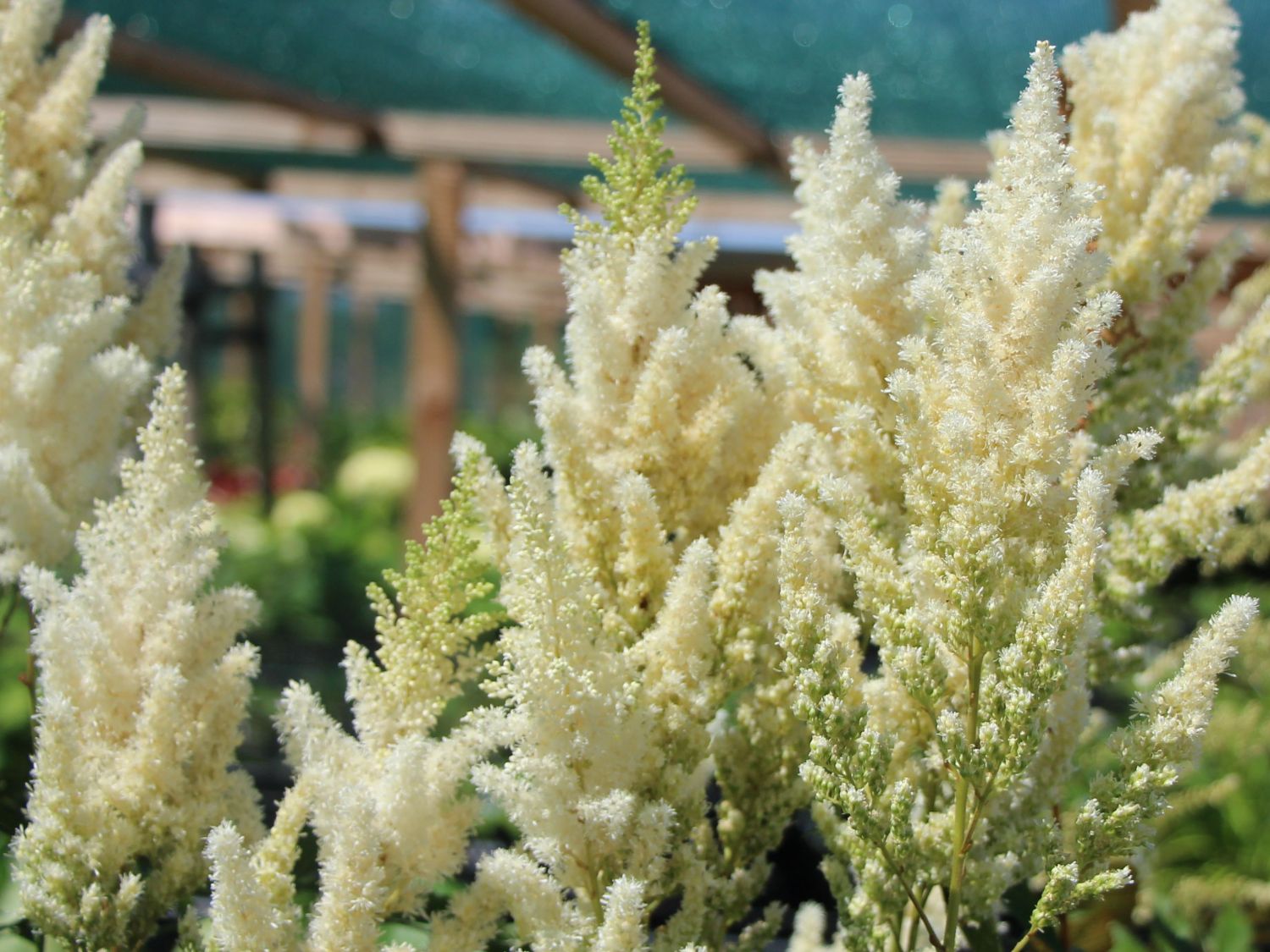 Arends Prachtspiere 'Weiße Gloria' - Astilbe x arendsii 'Weiße Gloria'