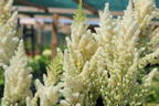Arends Prachtspiere 'Weiße Gloria' - Astilbe x arendsii 'Weiße Gloria'
