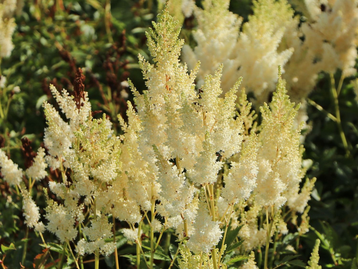 Arends Prachtspiere 'Weiße Gloria' - Astilbe x arendsii 'Weiße Gloria'