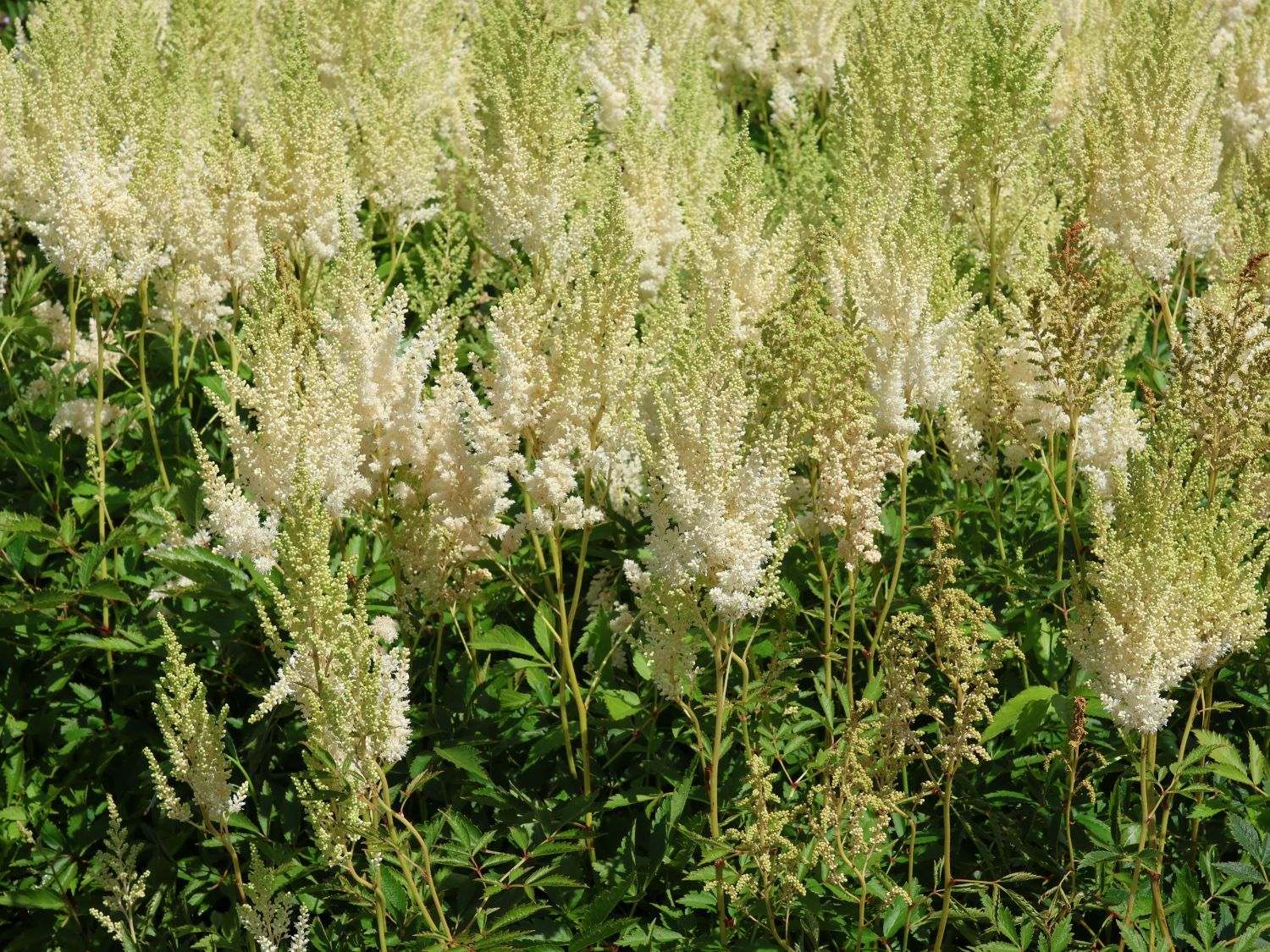Arends Prachtspiere 'Weiße Gloria' - Astilbe x arendsii 'Weiße Gloria'