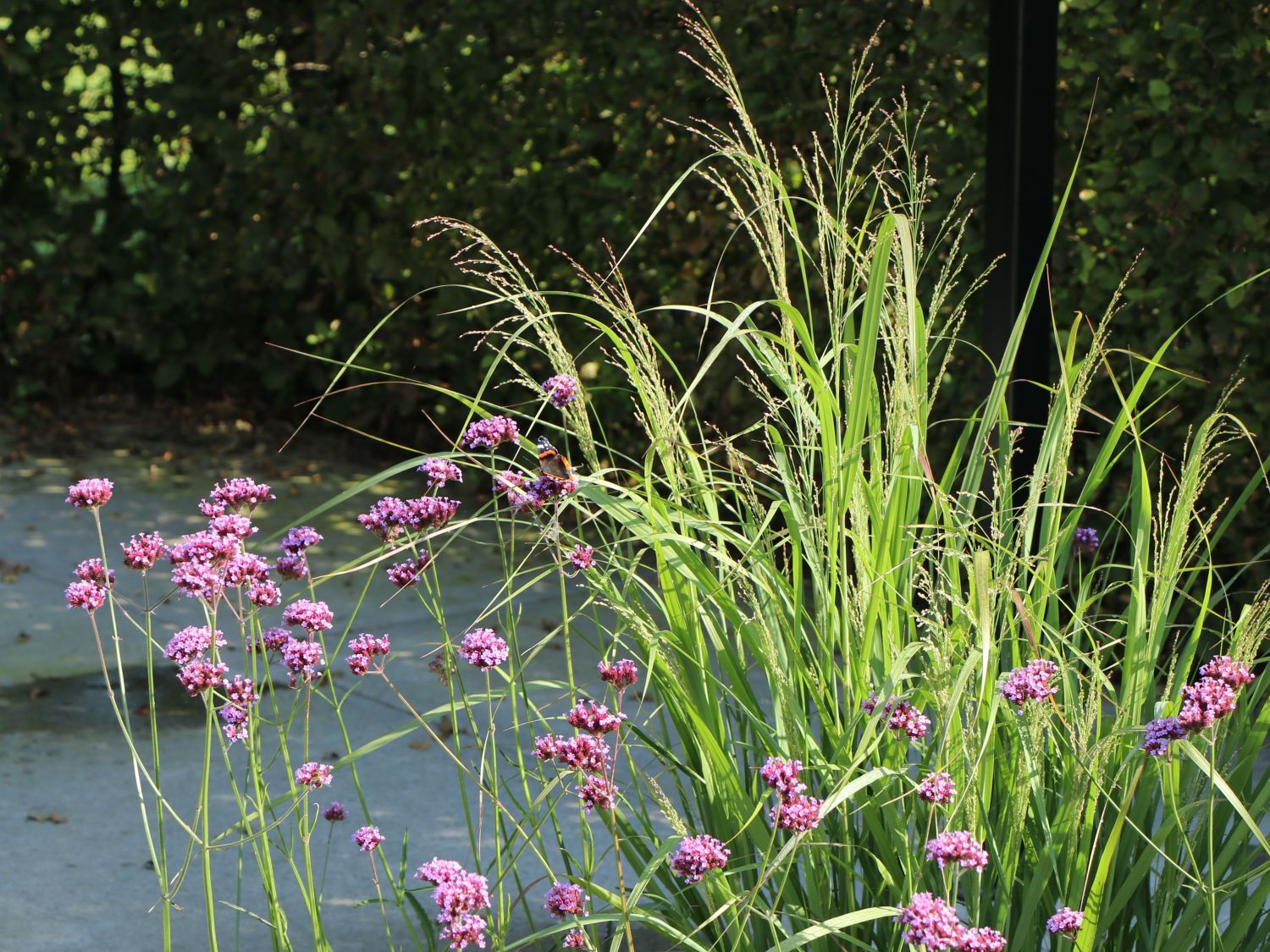 Argentinisches Eisenkraut - Verbena bonariensis