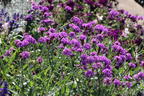 Argentinisches Eisenkraut - Verbena bonariensis