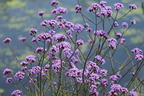 Argentinisches Eisenkraut - Verbena bonariensis