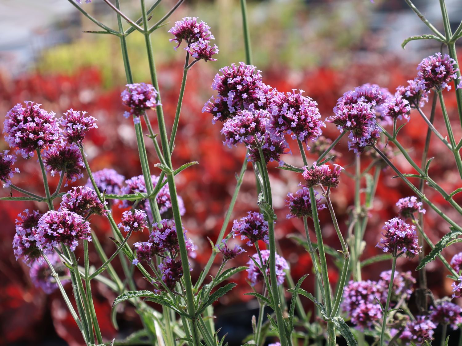 Argentinisches Eisenkraut 'Purple Tower'