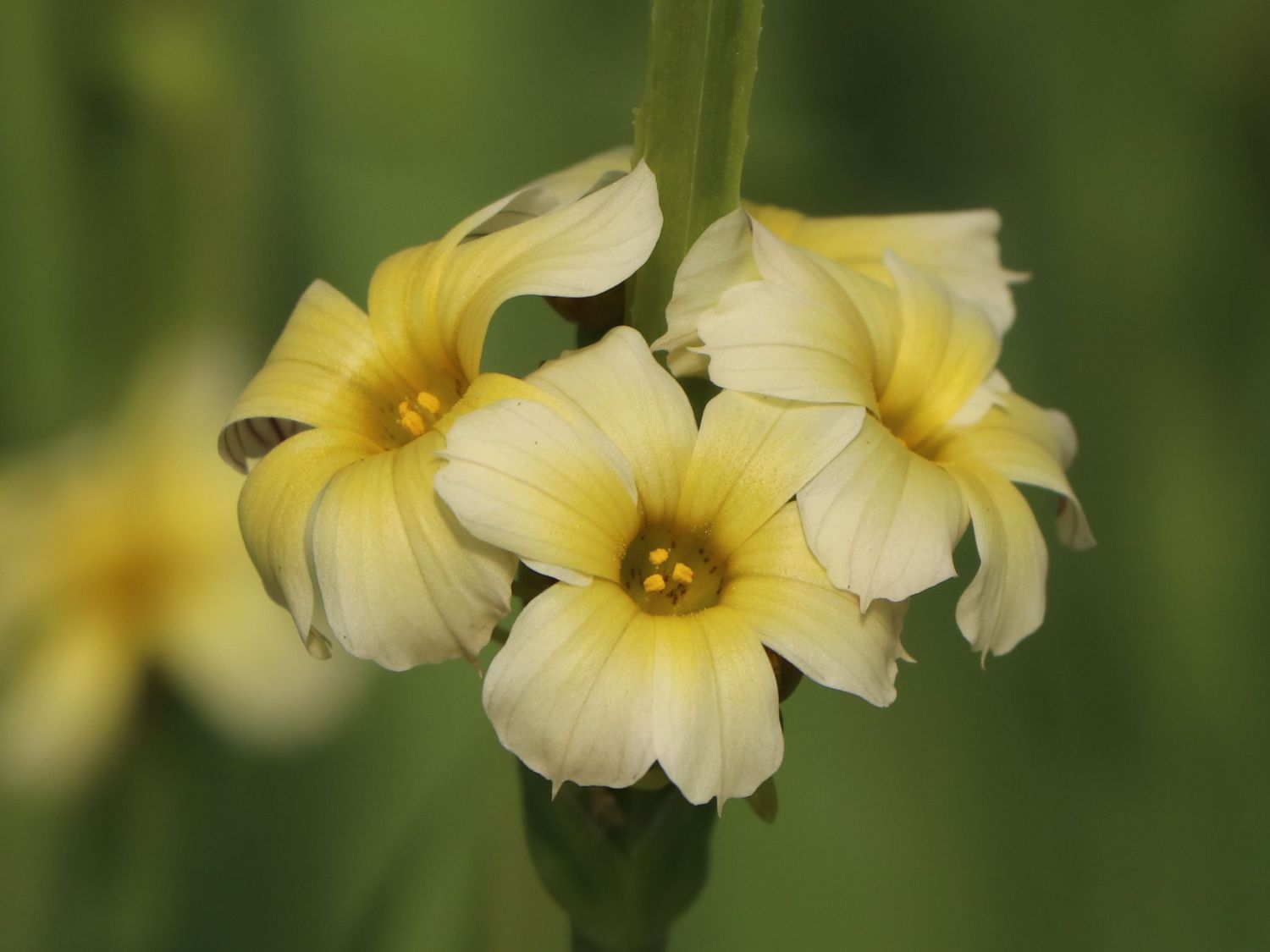 Argentisches Grasschwertel