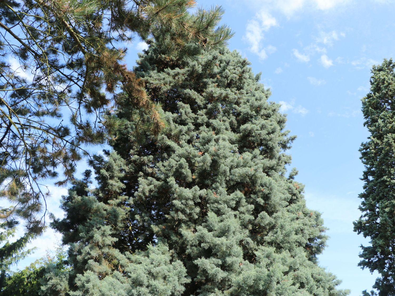 Arizona-Zypresse - Cupressus arizonica