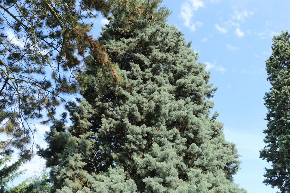 ArizonaZypresse Cupressus arizonica Baumschule Horstmann