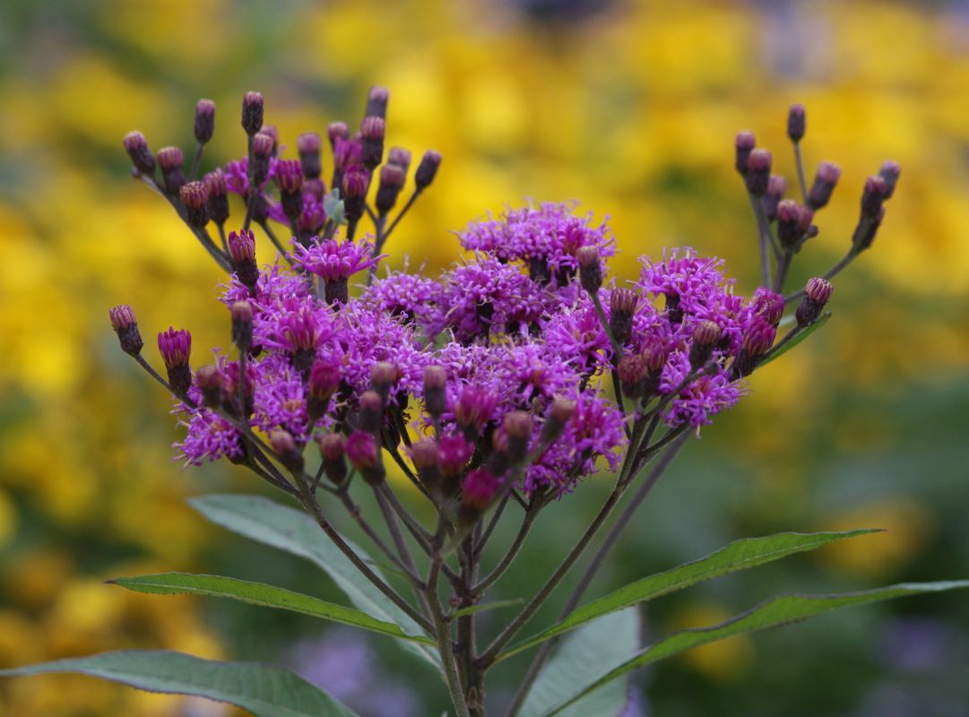 Arkansas-Scheinaster