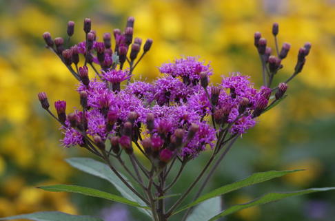 Arkansas-Scheinaster - Vernonia crinita