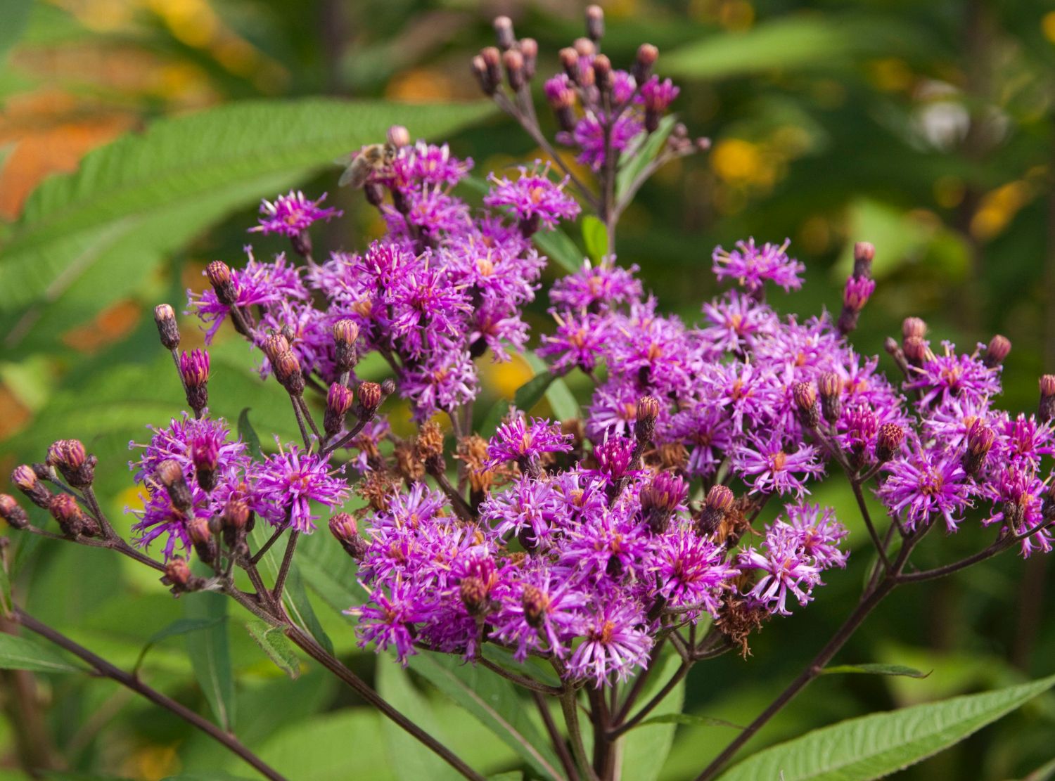 Scheinastern (Vernonia)