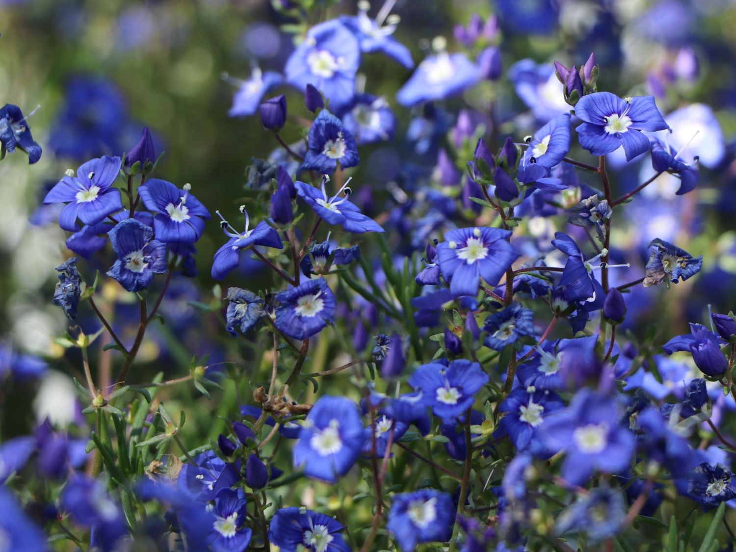 Armenischer Ehrenpreis