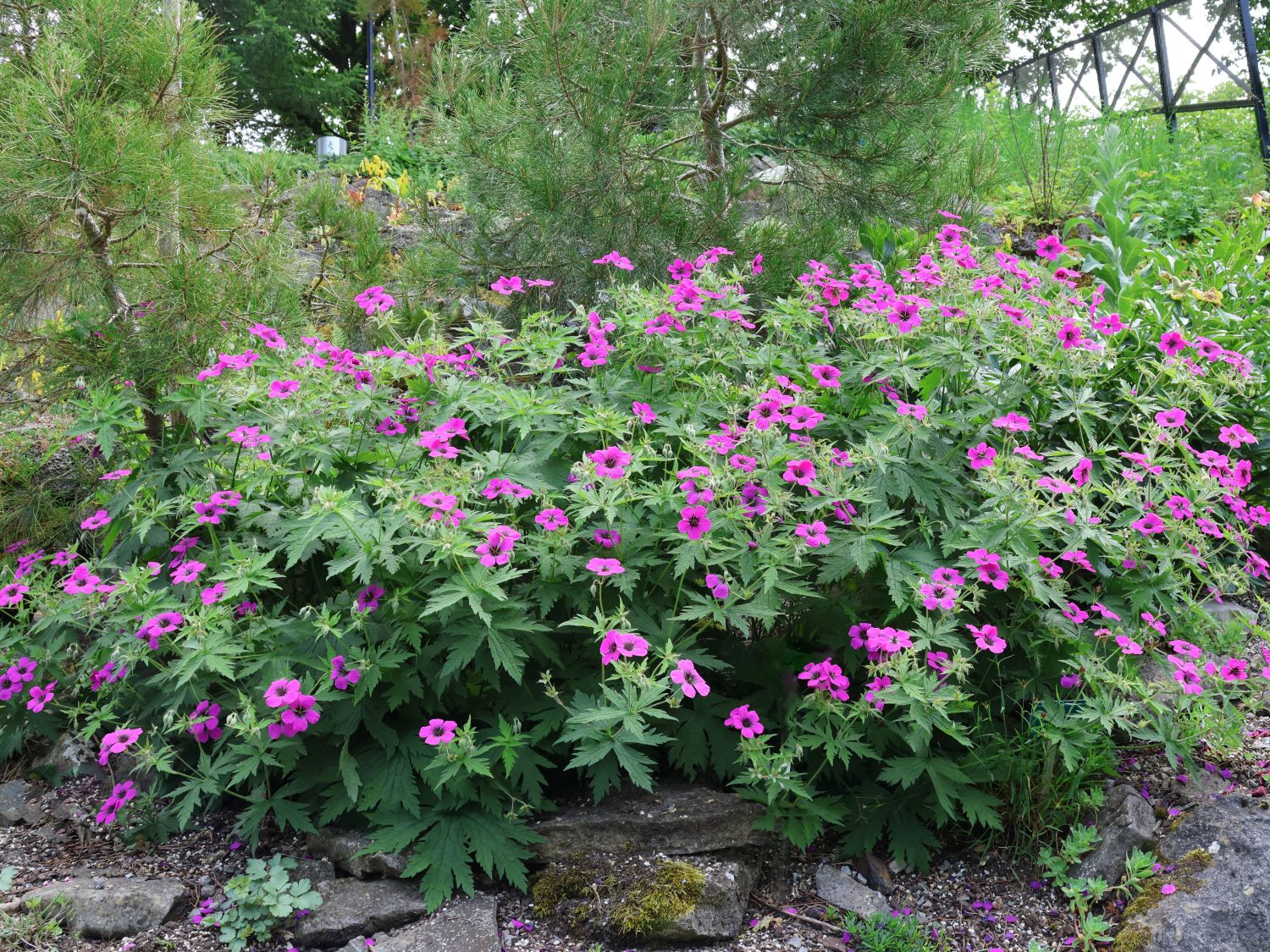 Armenischer Storchschnabel