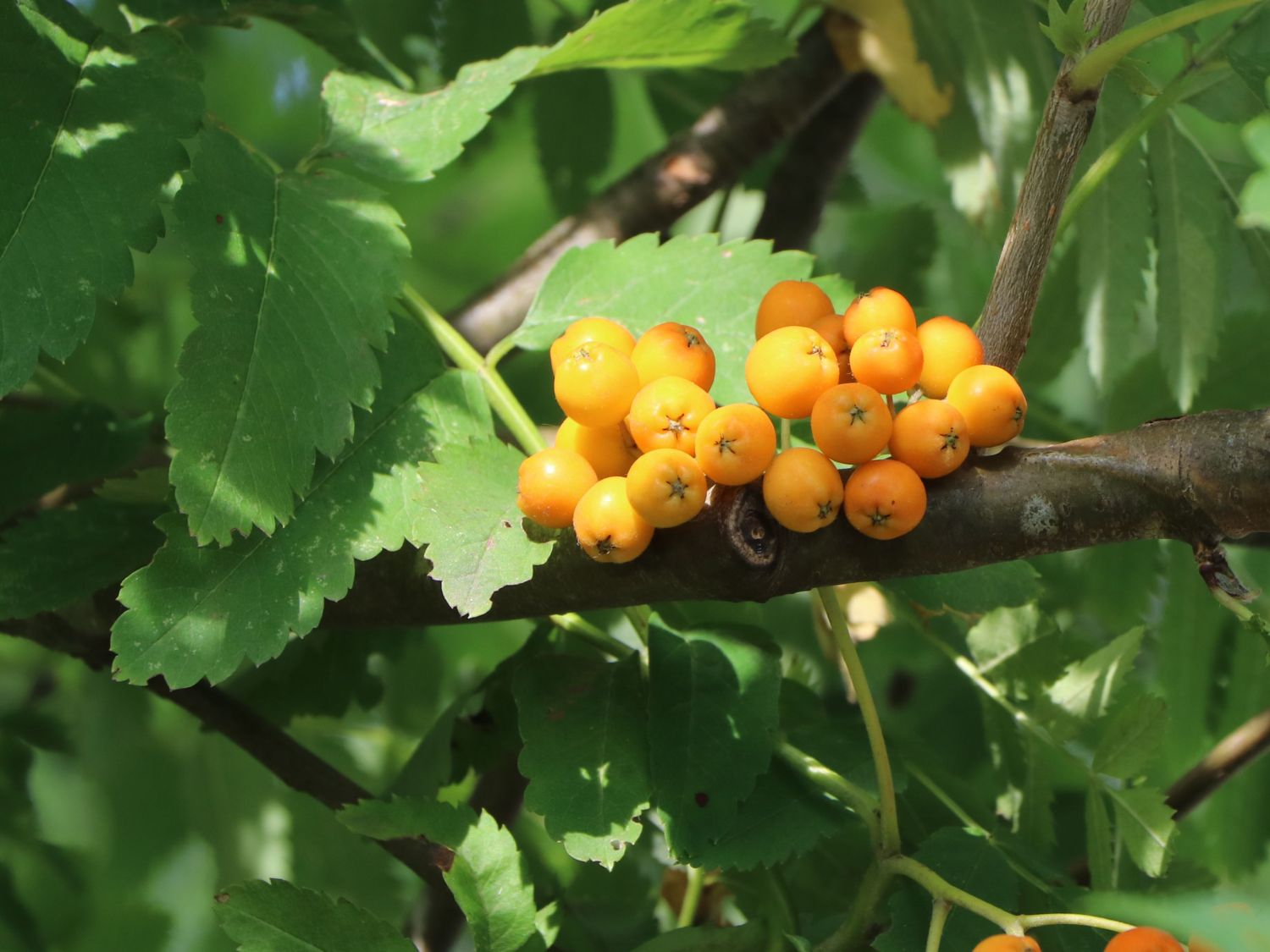 Arnolds Eberesche / Gelbfruchtende Eberesche 'Golden Wonder'