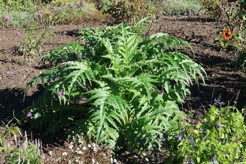 Artischocke 'Cardy' - Cynara cardunculus 'Cardy'