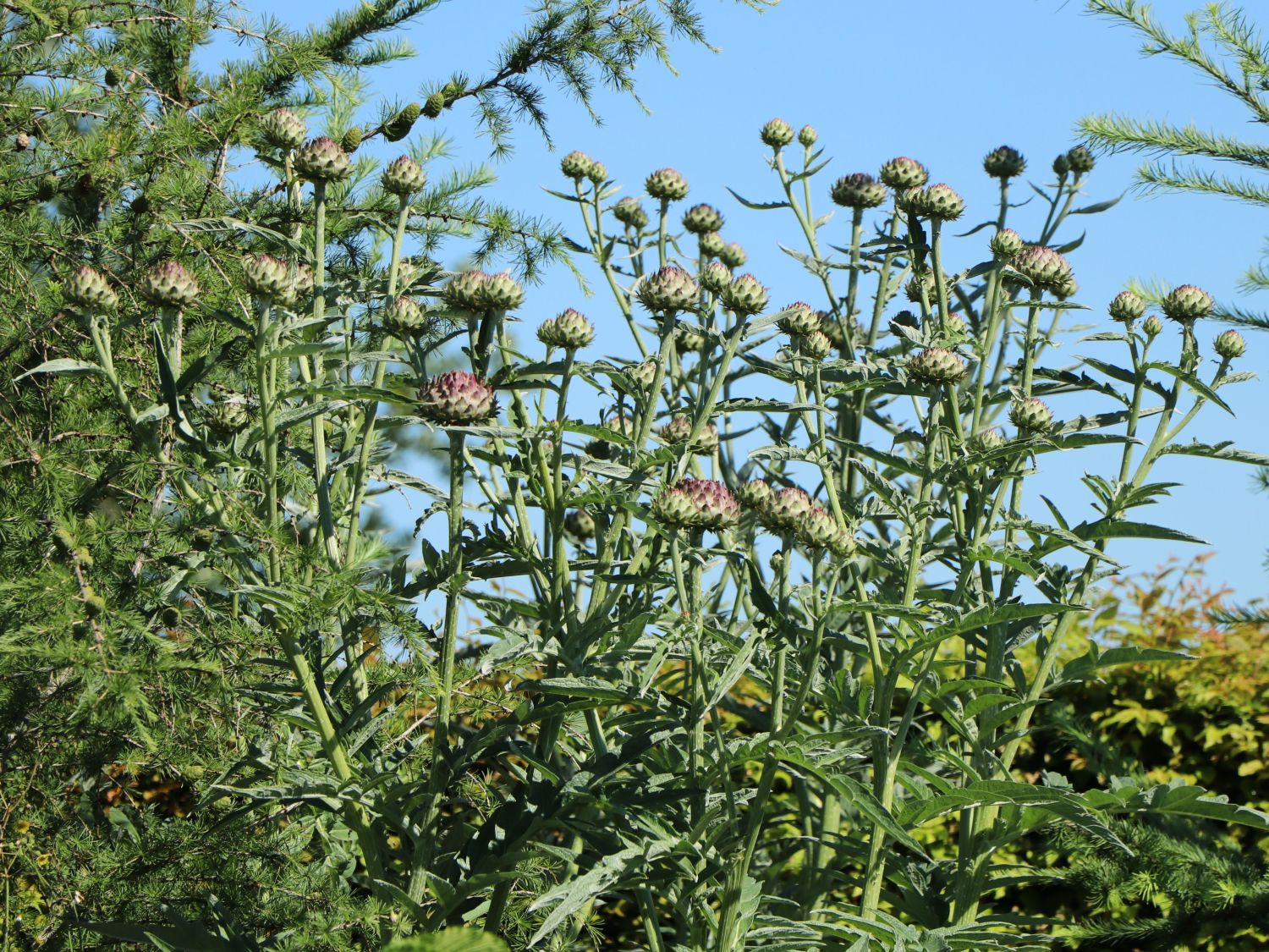 Artischocke Pflanze Cynara Scolymus - Dekorative & Essbare Staude