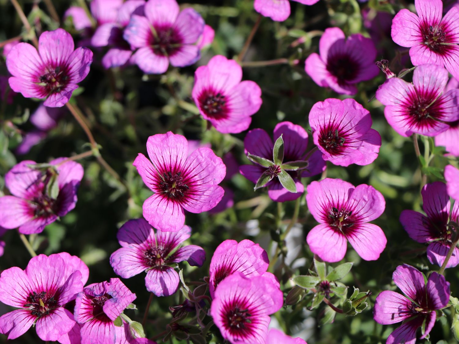 Aschgrauer Storchschnabel 'Jolly Jewel Night'