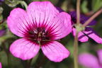 Aschgrauer Storchschnabel 'Jolly Jewel Night' - Geranium cinereum 'Jolly Jewel Night'