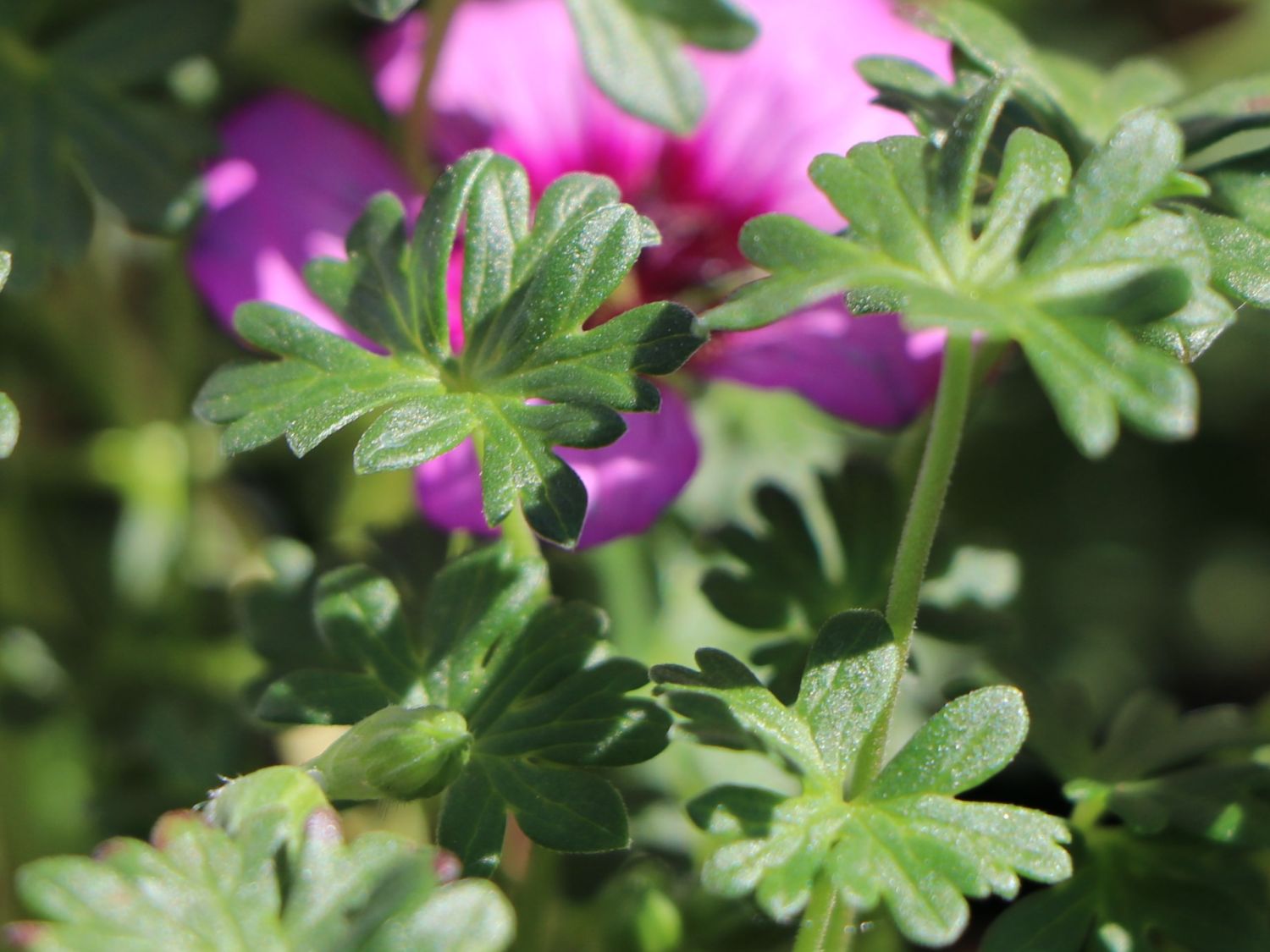 Aschgrauer Storchschnabel 'Jolly Jewel Night' - Geranium cinereum 'Jolly Jewel Night'