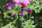 Aschgrauer Storchschnabel 'Jolly Jewel Night' - Geranium cinereum 'Jolly Jewel Night'