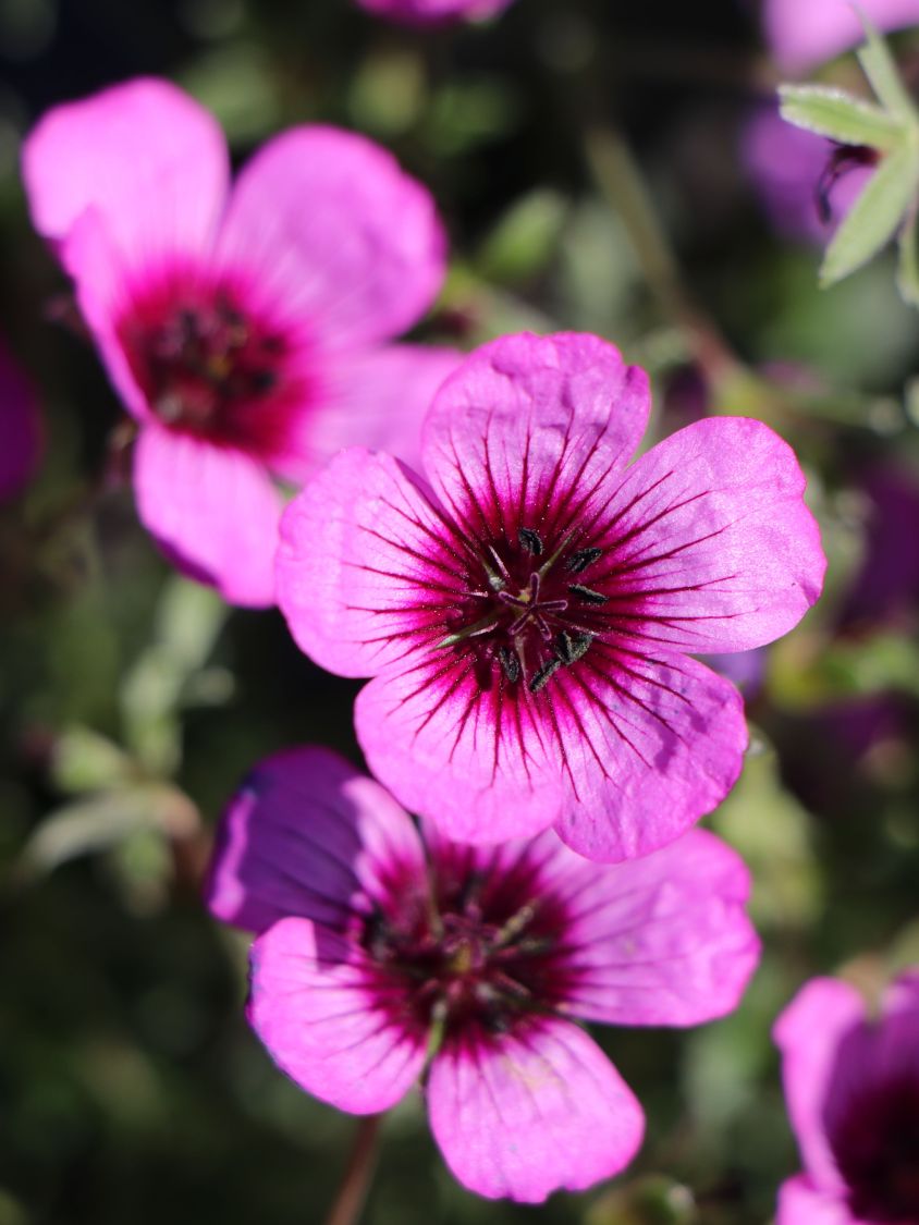 Aschgrauer Storchschnabel 'Jolly Jewel Night' - Geranium cinereum 'Jolly Jewel Night'