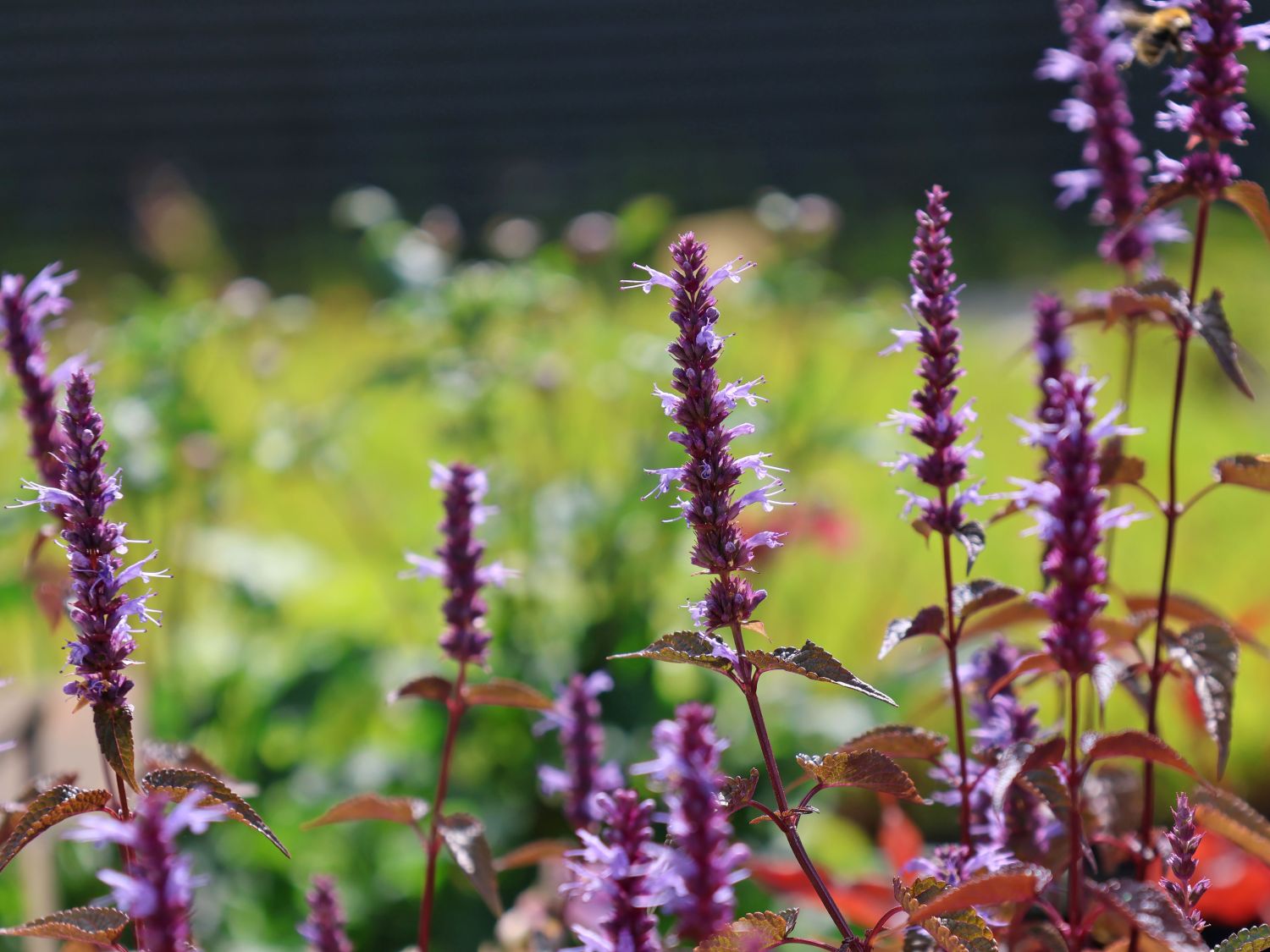 Asiatische Duftnessel 'After Eight'