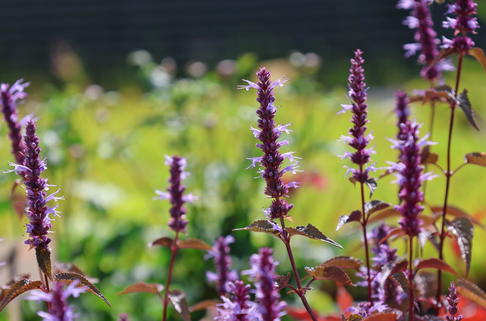 Asiatische Duftnessel 'After Eight' - Agastache rugosa 'After Eight'