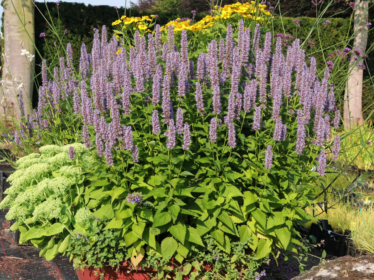 Asiatische Duftnessel