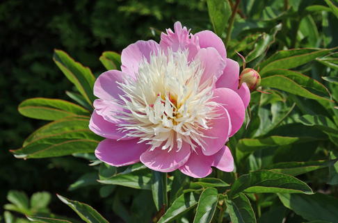 Asiatische Edel-Pfingstrose 'Bowl of Beauty' - Paeonia lactiflora 'Bowl of Beauty'
