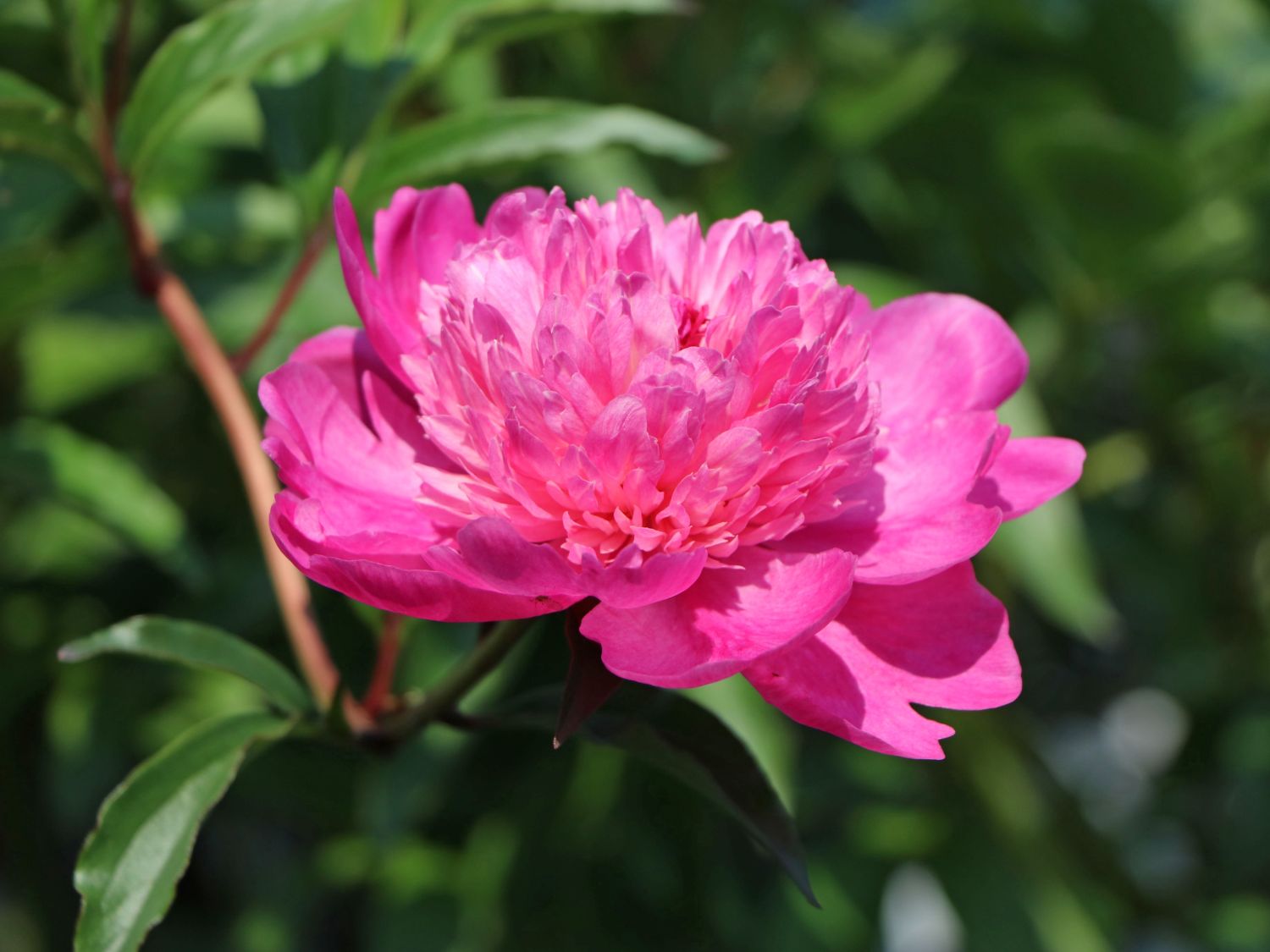 Asiatische Pfingstrose 'Amabilis'